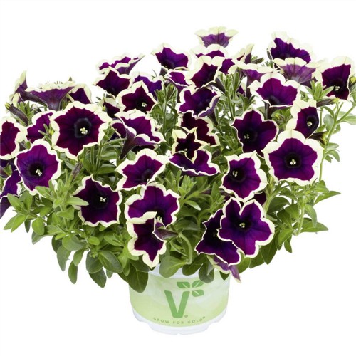 Petunia atkinsiana 'Fortado® Velvet Picotee' - Petuunia 'Fortado® Velvet Picotee' 